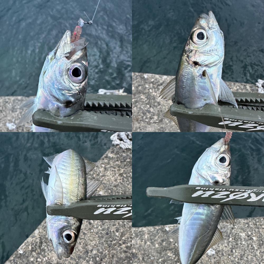 ボトムベッタリの豆アジ