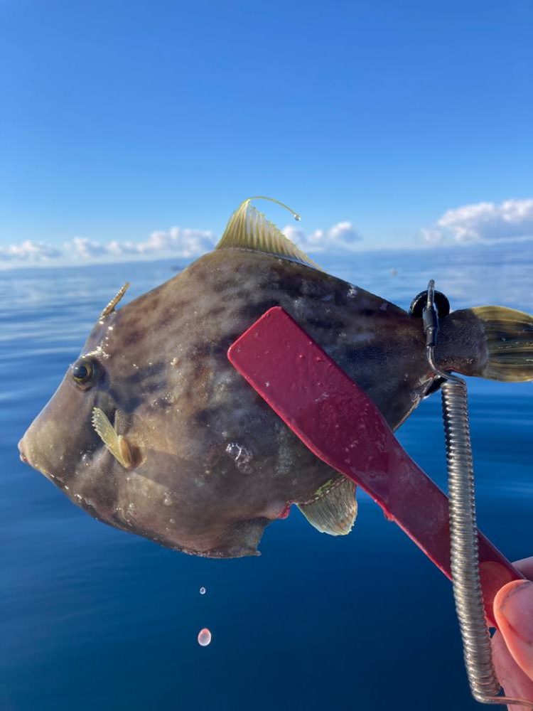 初釣りはカワハギ！