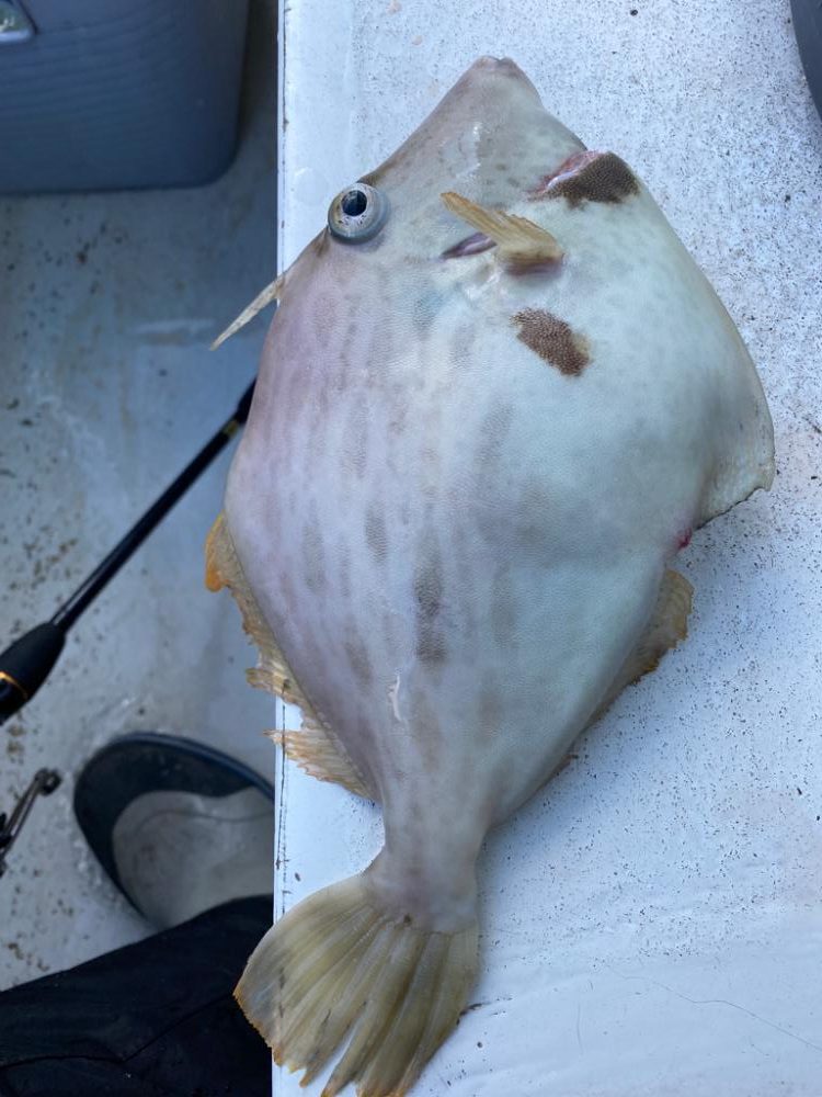 船カワハギ