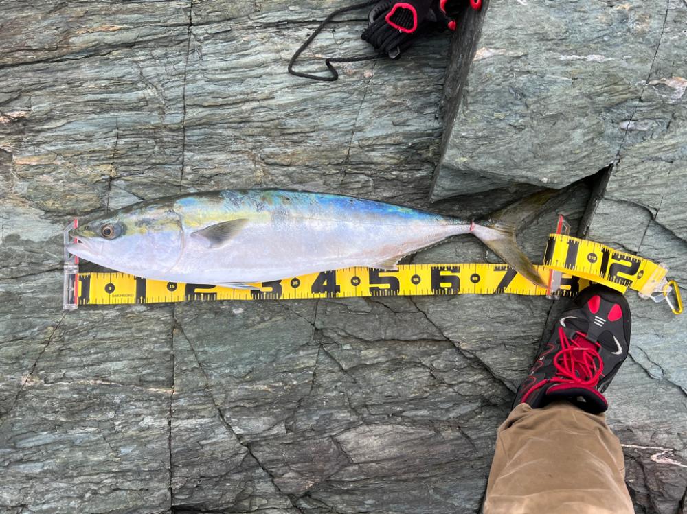 80センチ級が釣れました。