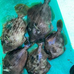 金谷沖、カワハギ