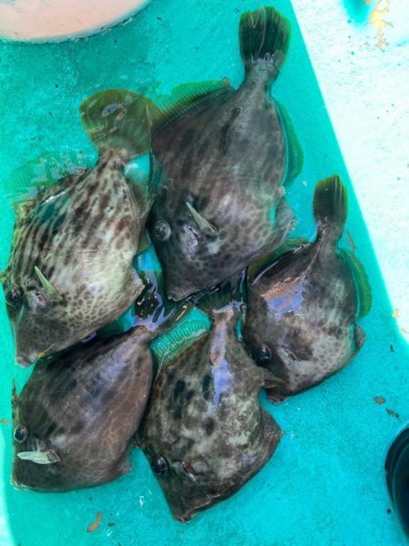 金谷沖、カワハギ