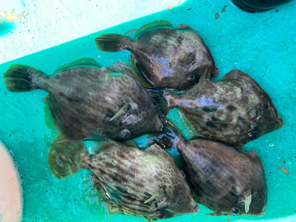金谷沖、カワハギ