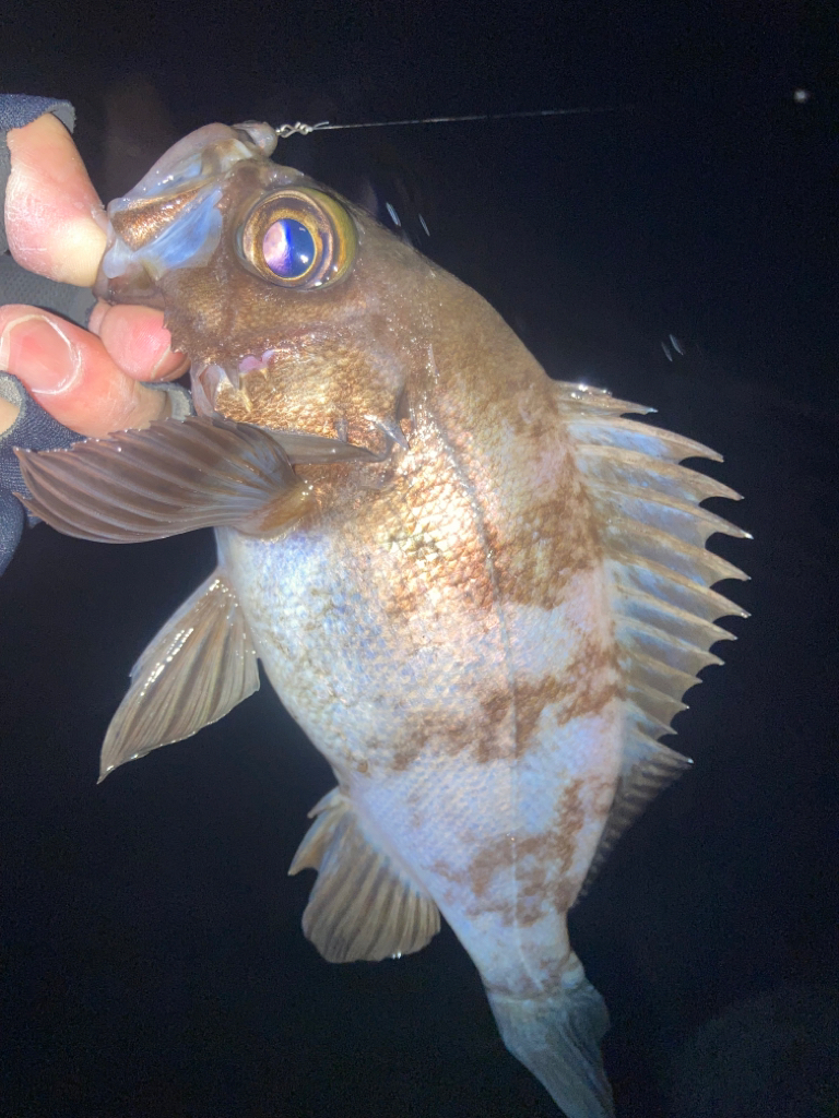 2023ライトゲーム第3戦