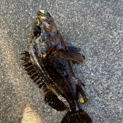 真冬の四日市ライトゲーム