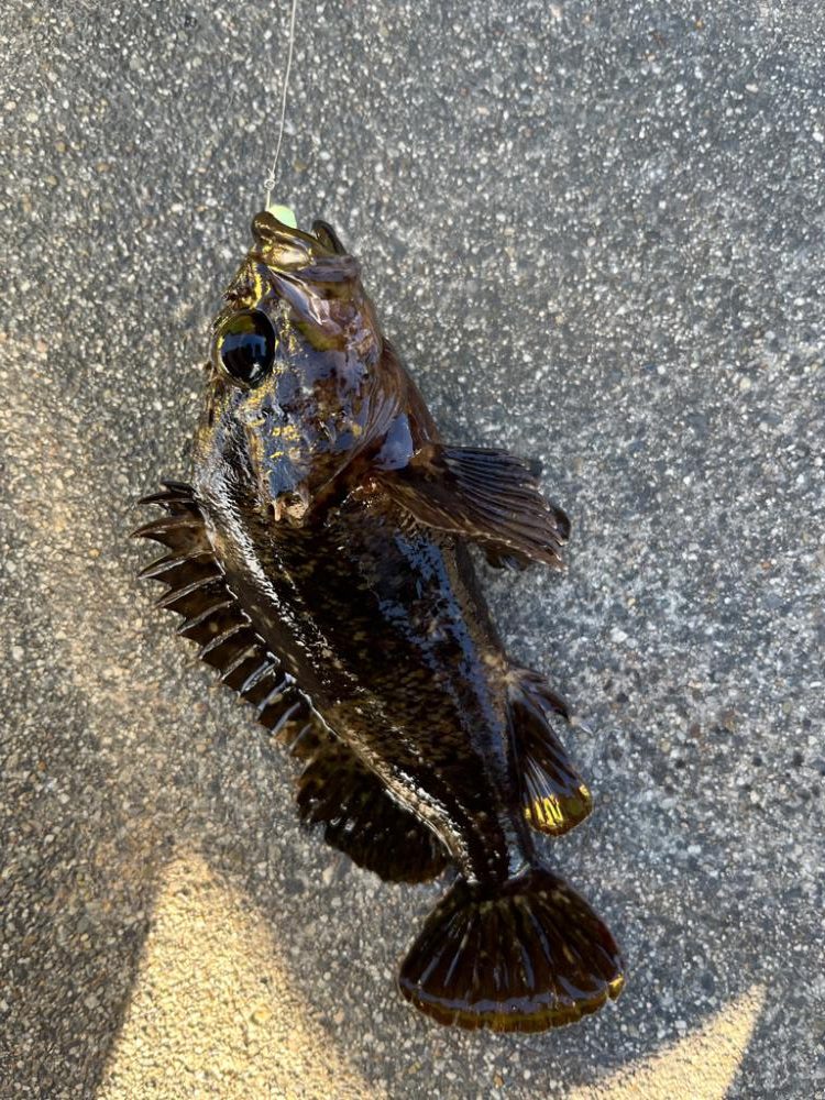 真冬の四日市ライトゲーム