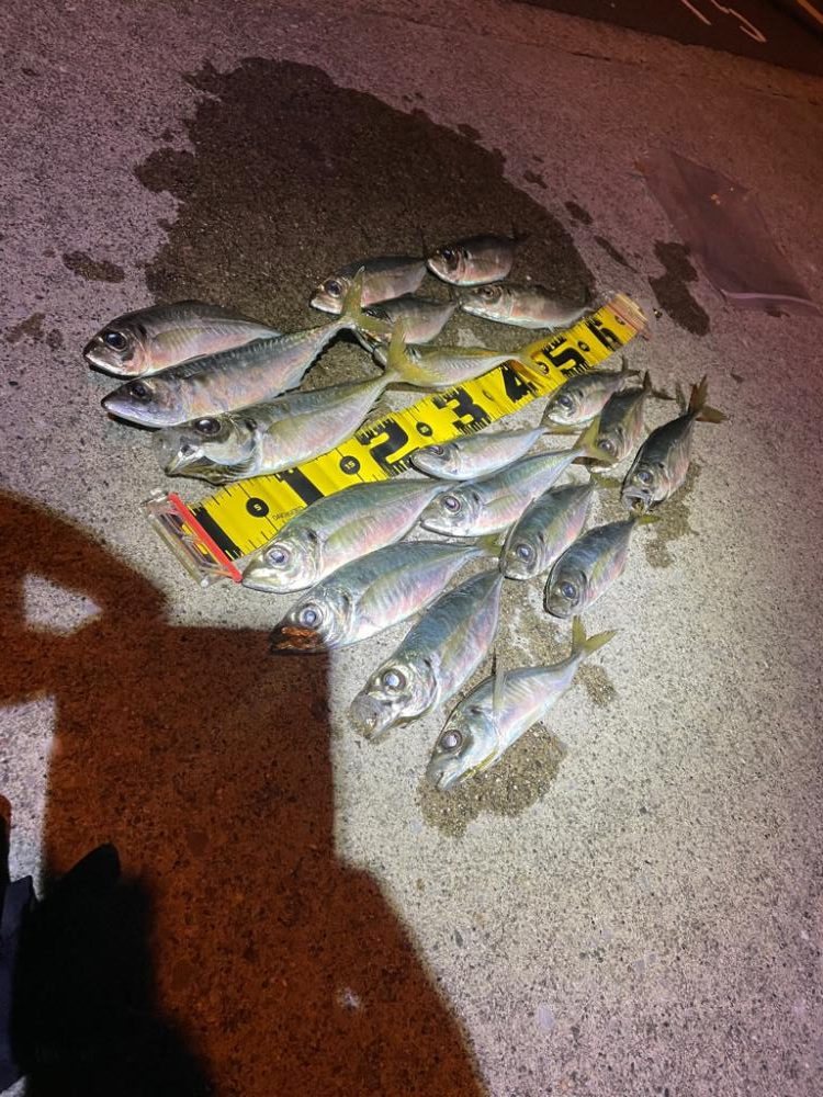 夕まずめの佐賀関へ