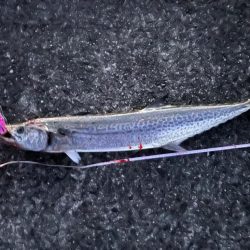 大サワラ‼️つ…