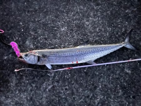 大サワラ‼️つ…