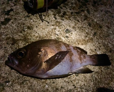 明るくなるまでが勝負にゃ！