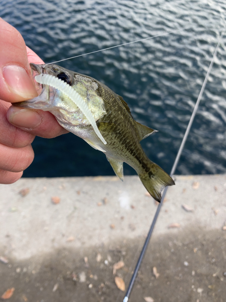 琵琶湖有数の越冬エリア