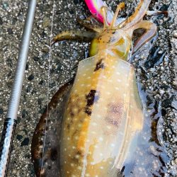 新春初エギング！