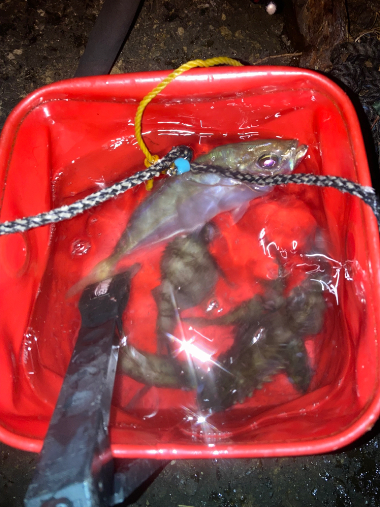 初釣り メバルとアジと