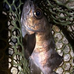 つぬけメバリング