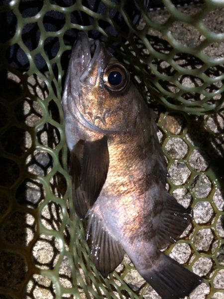 つぬけメバリング