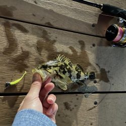 冬はライトゲームがアツい！