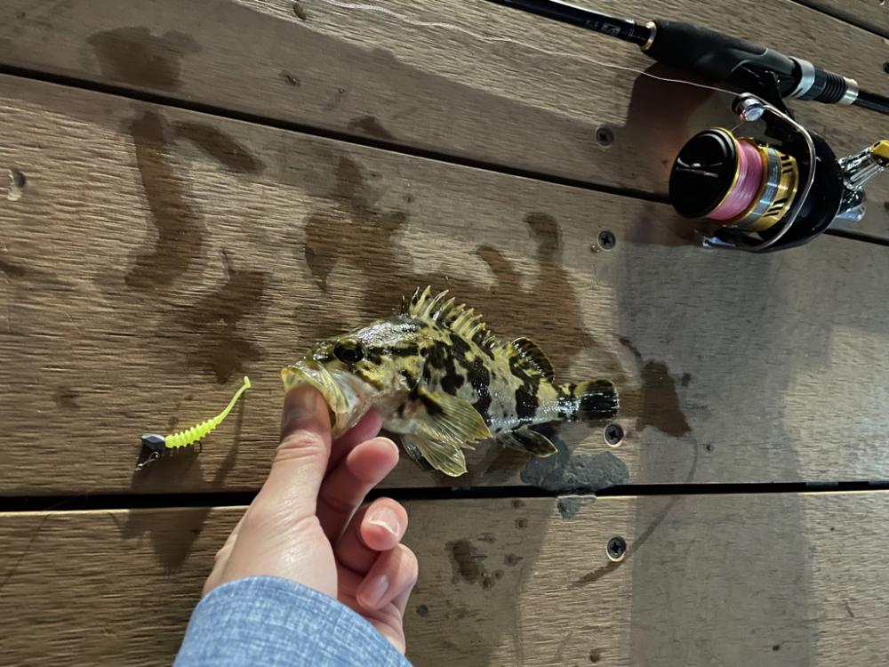 冬はライトゲームがアツい！