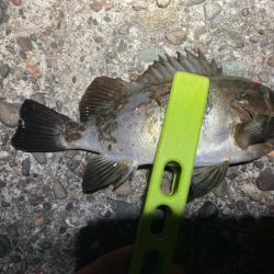 アジング、メバリング