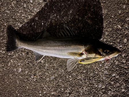 サイズは小さめ