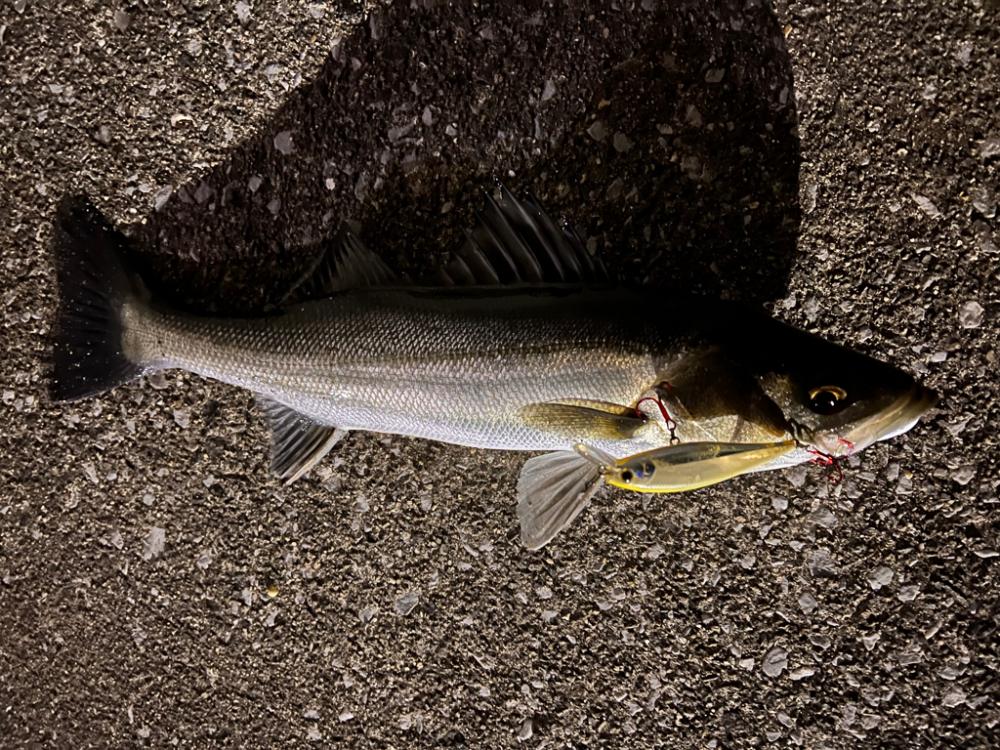 サイズは小さめ