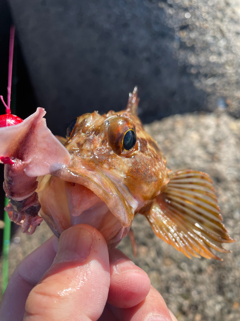 帰ってきた穴釣りNo.3