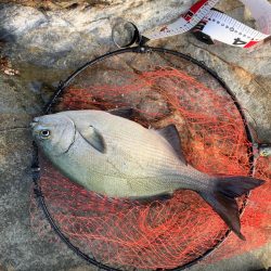 磯でグレ&イスズミ