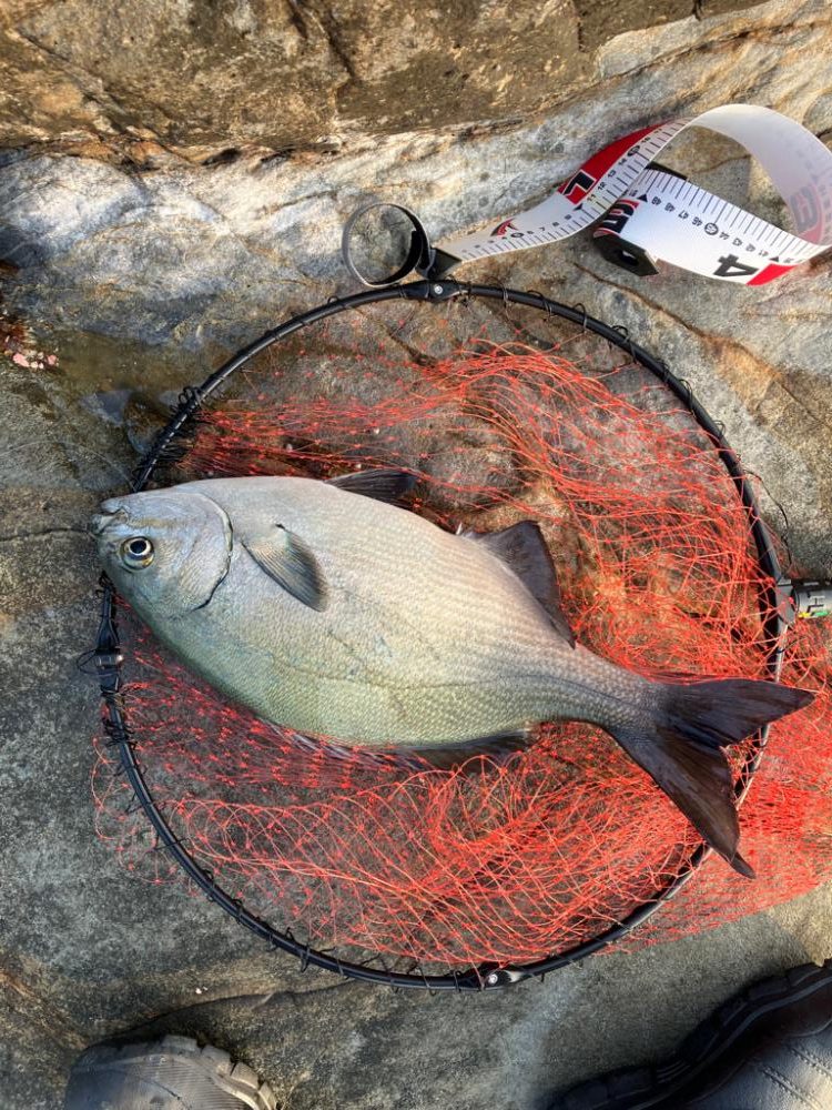 磯でグレ&イスズミ