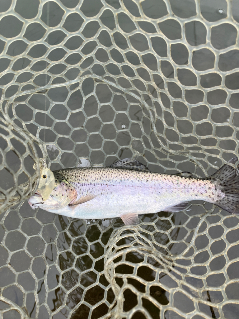 エリアトラウト