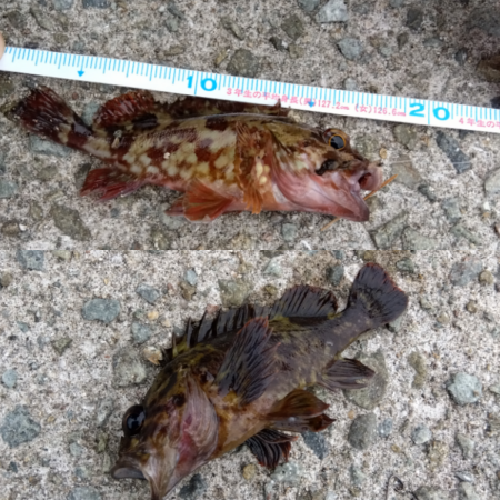 メバルと、ガシラ