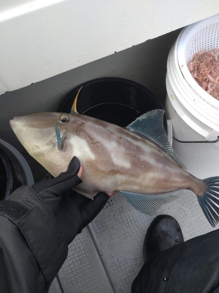 今年初のオフショアでウマヅラハギ