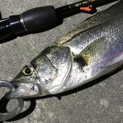 アジを求めて初釣り