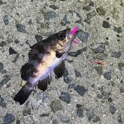 満月大潮の激渋メバリング｜スプリットで攻略！