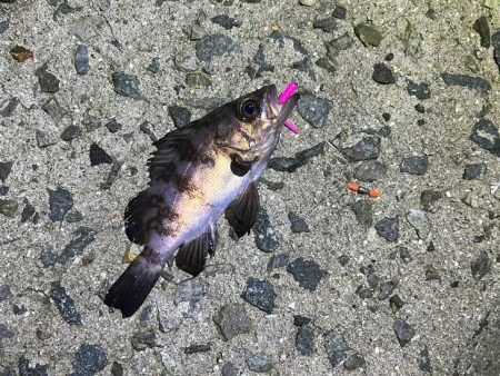 満月大潮の激渋メバリング｜スプリットで攻略！