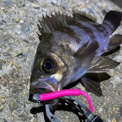 ２０２３年初釣り｜まずまずの高活性なメバリング♪