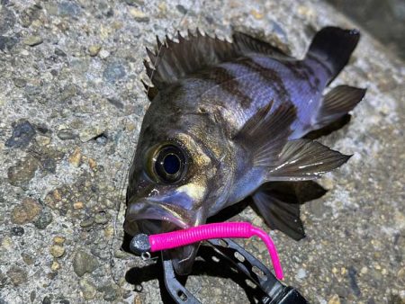 ２０２３年初釣り｜まずまずの高活性なメバリ…