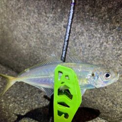 外海大荒れのアジング|全然釣れません