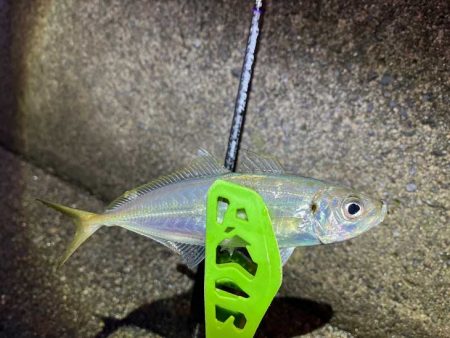 外海大荒れのアジング｜全然釣れません