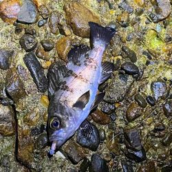 本荘人口島で激渋メバリング｜釣れてもミニサイズ！