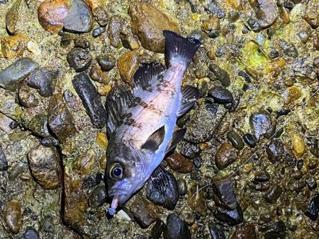 本荘人口島で激渋メバリング｜釣れてもミニサイズ！