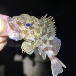 初釣りはメバリング