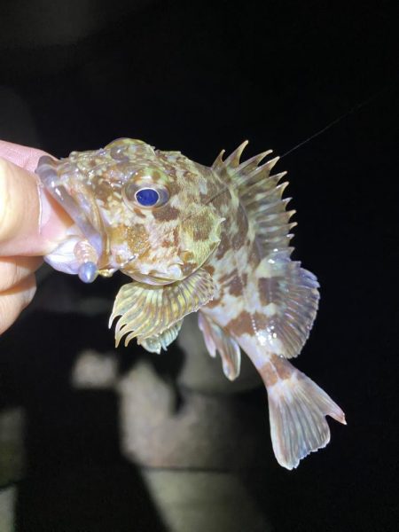 初釣りはメバリング