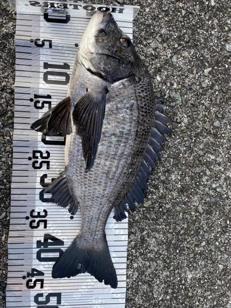 イチノ兄弟（兄）釣果！