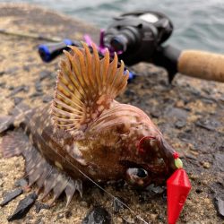 カサゴ釣り