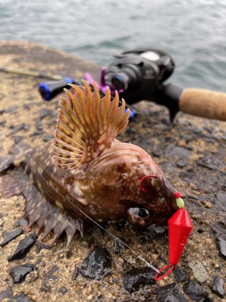 カサゴ釣り