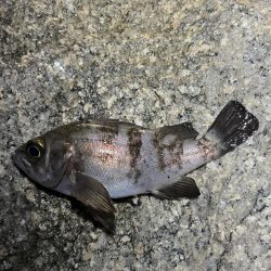 newロッド入魂🐟