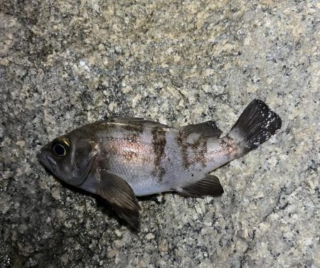 newロッド入魂🐟