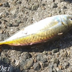 超短い時合いを攻略してアジゲット！