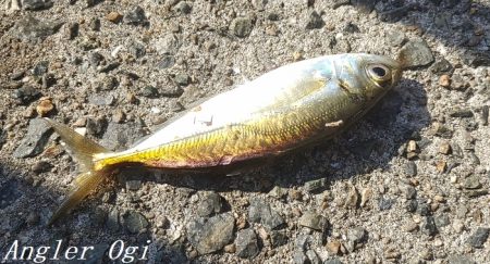 超短い時合いを攻略してアジゲット！