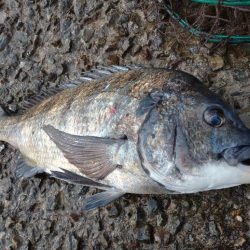 寒波前のフカセ