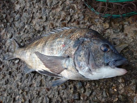 寒波前のフカセ